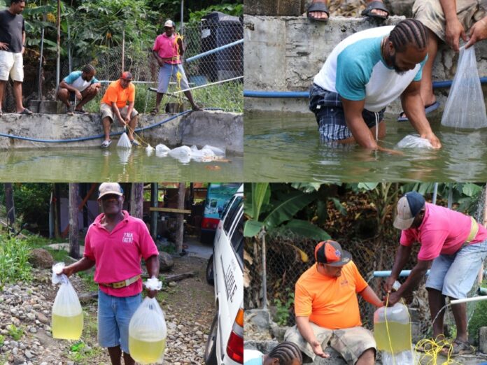 Aquaculture farming in Dominica