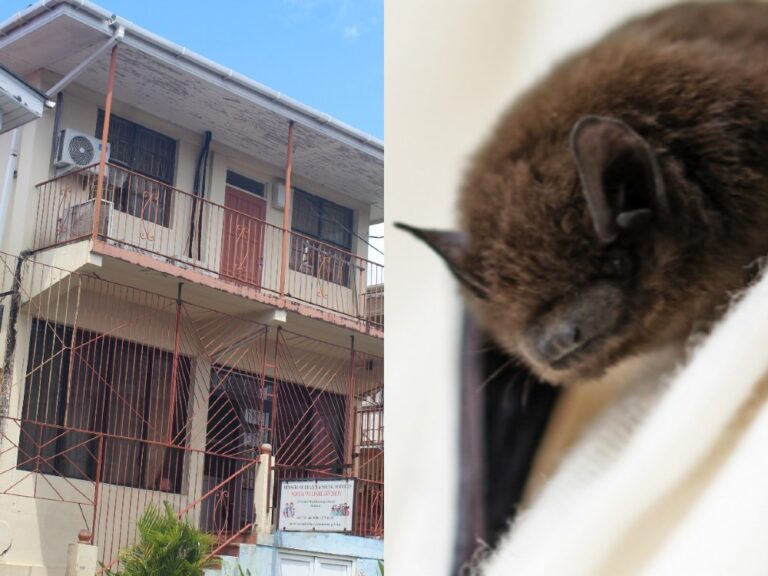 Bat infestation at Welfare office Roseau causing a health hazard for staff