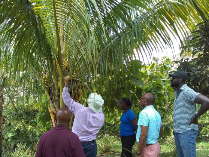 Coconut field training
