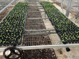 Tissue Plantlets