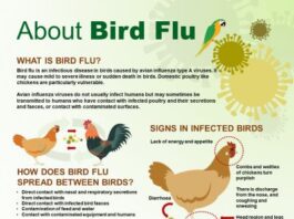 Bird Flu poster