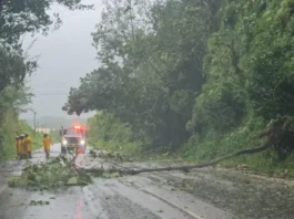 Heavy winds have taken down some trees in Mandeville, Manchester. (Photo: Kasey Williams)