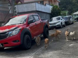 Stray dog