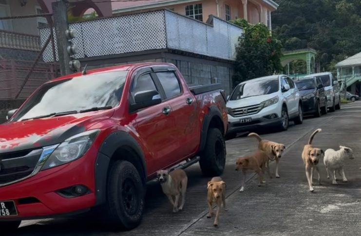 Stray dog