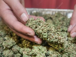 cured cannabis