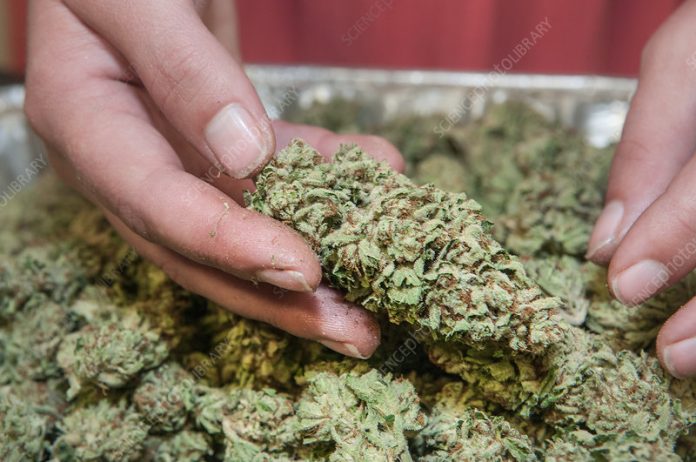 cured cannabis