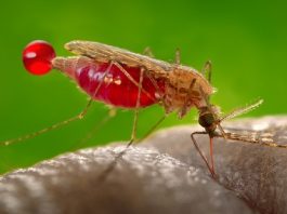 PAHO urges governments to do more to deal with malaria cases