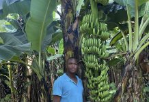Dominica’s Dywany St. John named CARICOM young farmer of the year 2026 CARICOM Farmer of the year